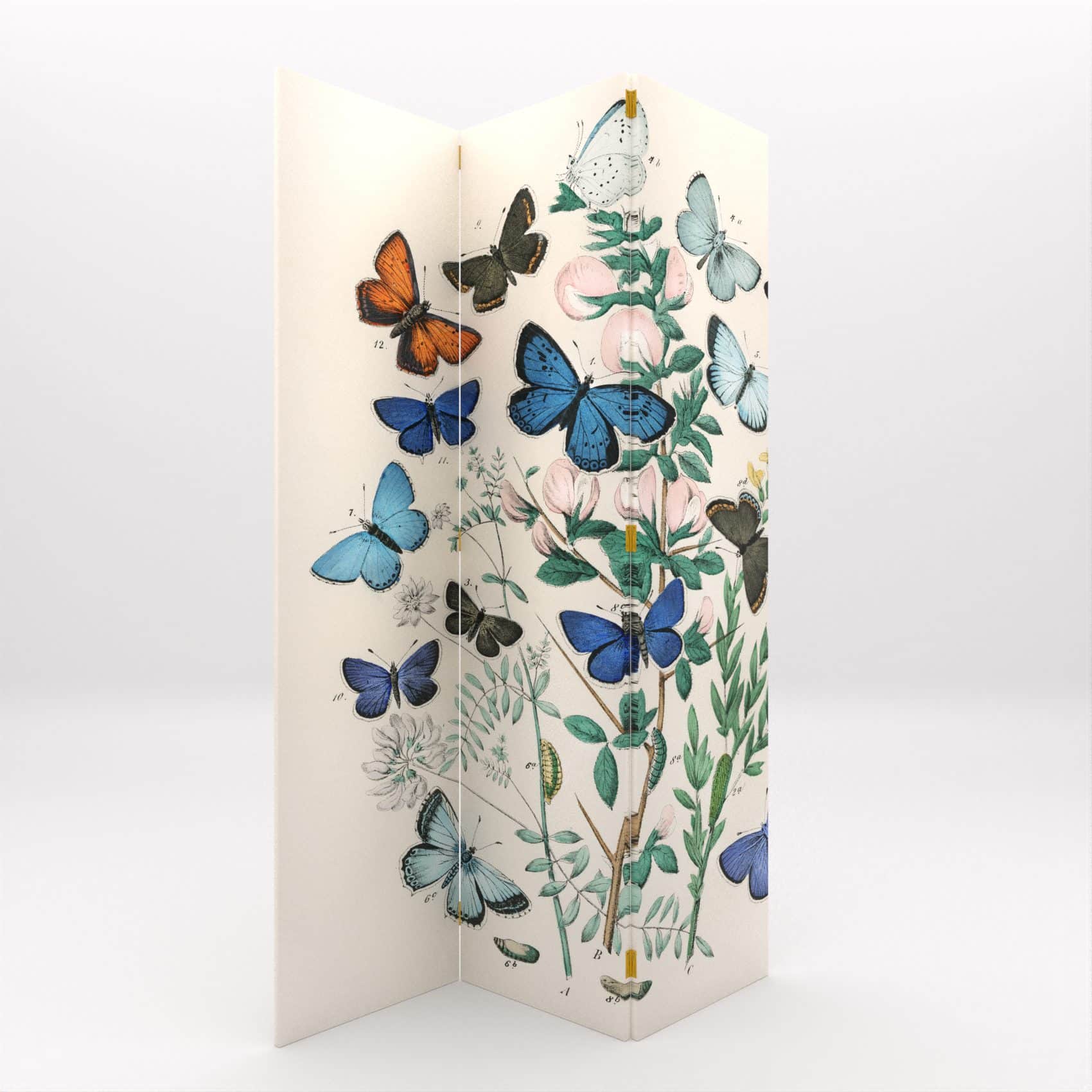 BIOMBOS MARIPOSAS
